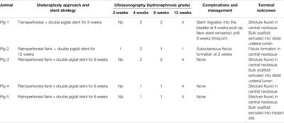 Evaluation of Bi-Layer Silk Fibroin Grafts for Tubular Ureteroplasty in a Porcine Defect Model